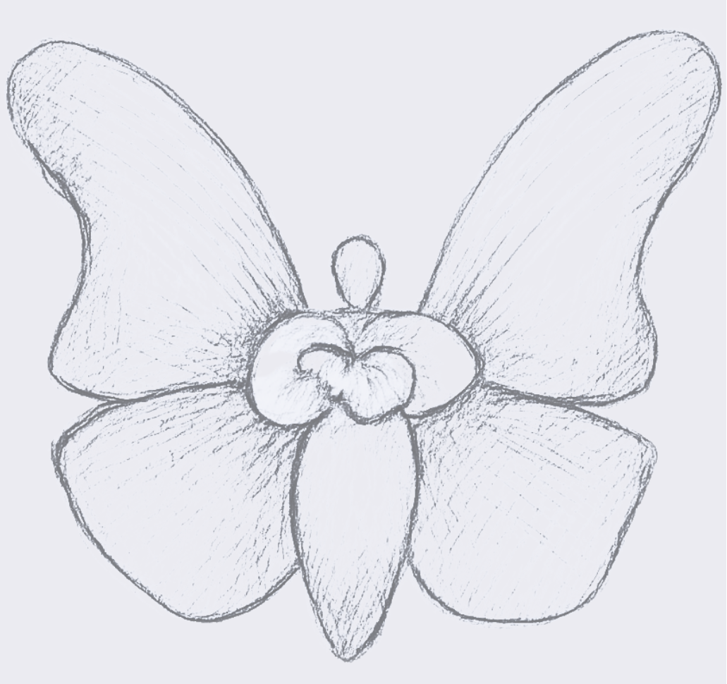 Sketch of a butterfly on a light gray background